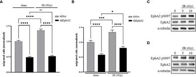 The role of EphA2 in ADAM17- and ionizing radiation-enhanced lung cancer cell migration